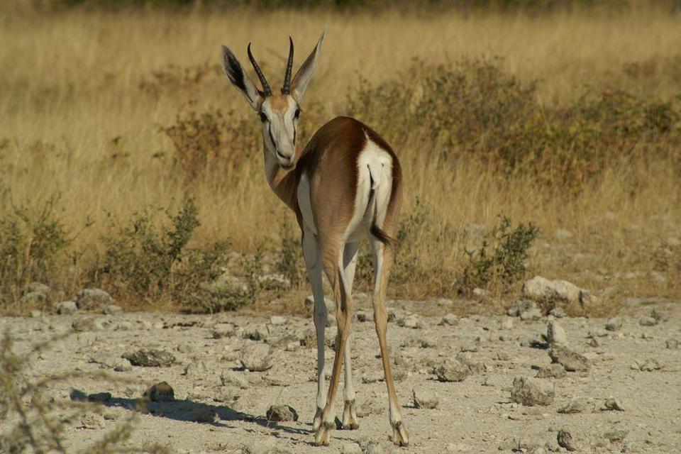De ibex, een woestijngazelle