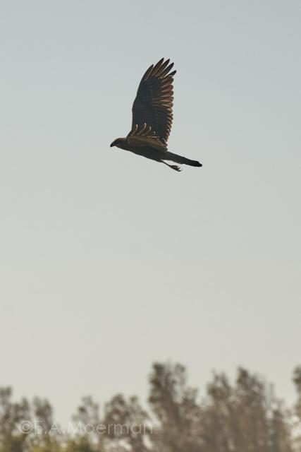 roofvogel boven de Jordaan