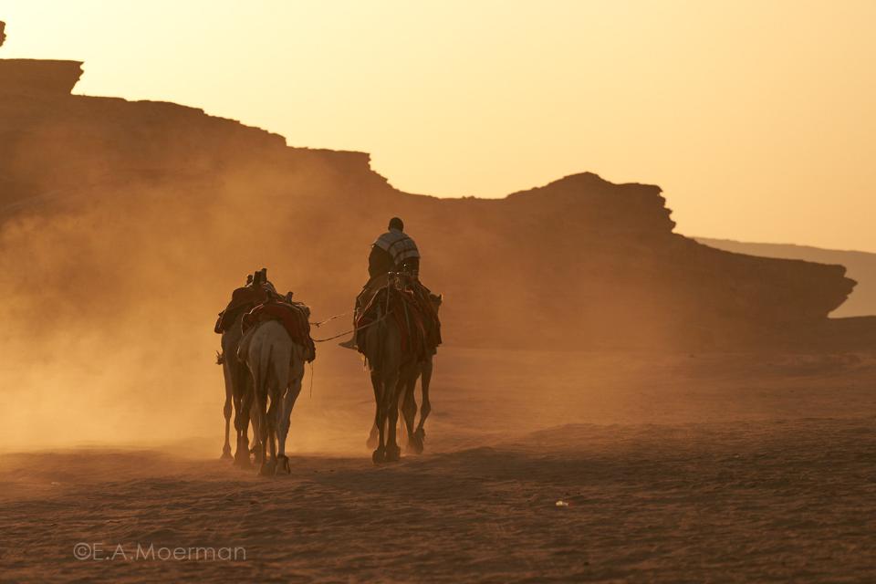 desert camels