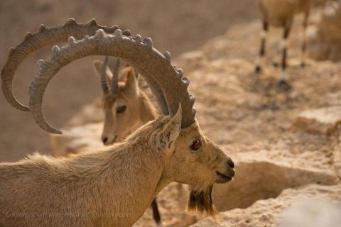 Ibex, Negev Israel