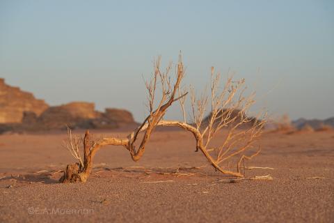 Wadi Rum 
